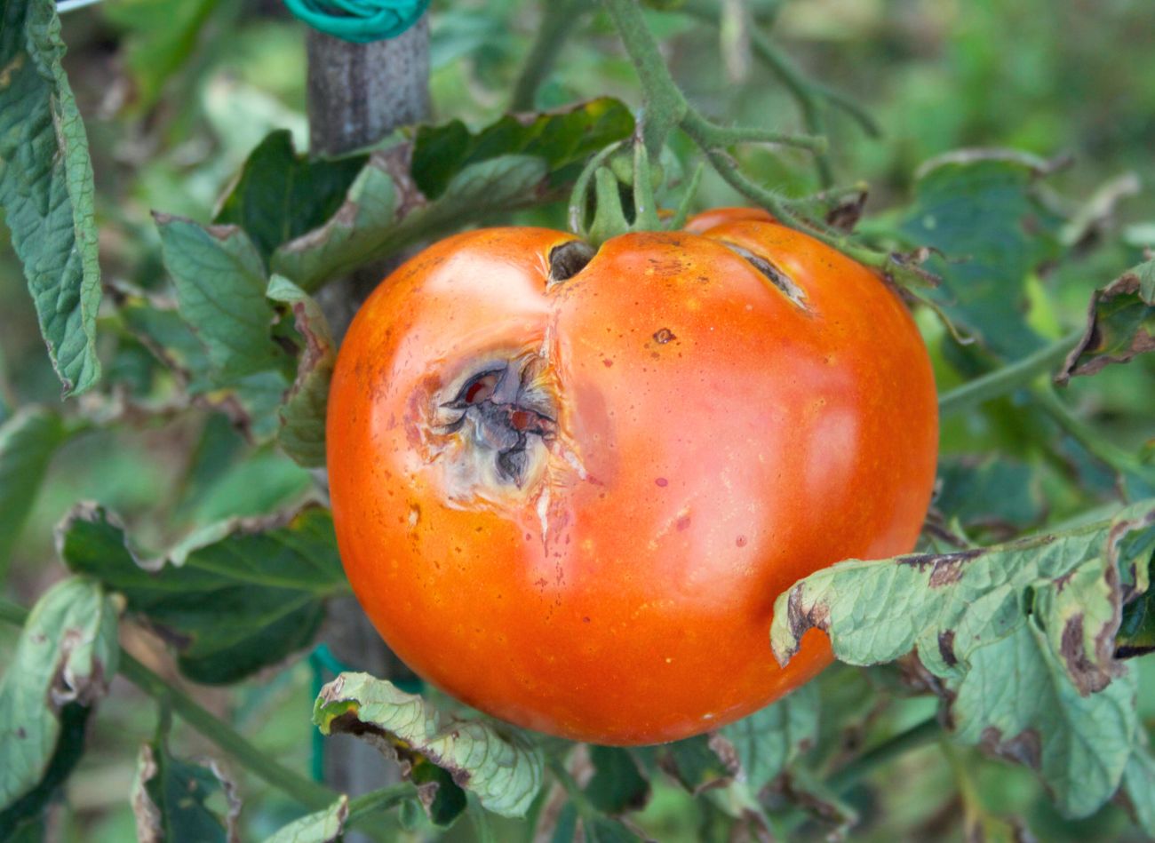  Eko oprysk, który ratuje pomidory. Przepis dostałam od plantatora