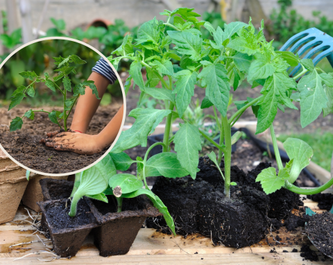 Hartowanie rozsady - na czym polega, jak i kiedy hartować rośliny z parapetu?