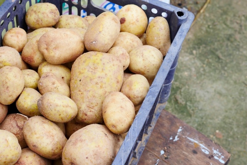 jak przechowywać ziemniaki