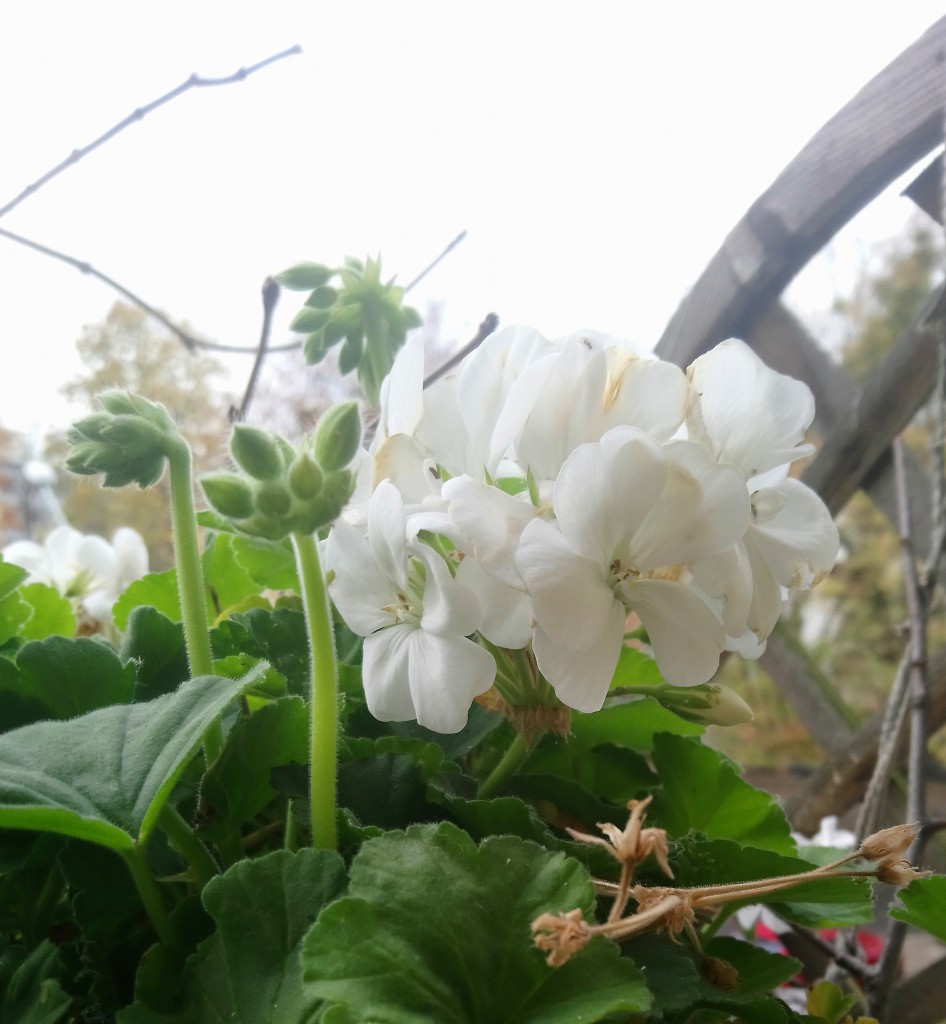 Dekoracje, Już za chwilę grudzień............... - ................i moje pelargonie wciąż kwitną...........