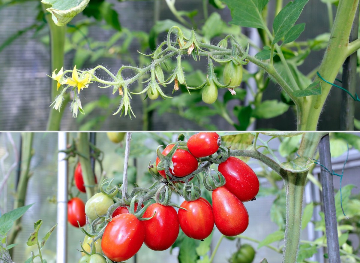 ogławianie pomidorów