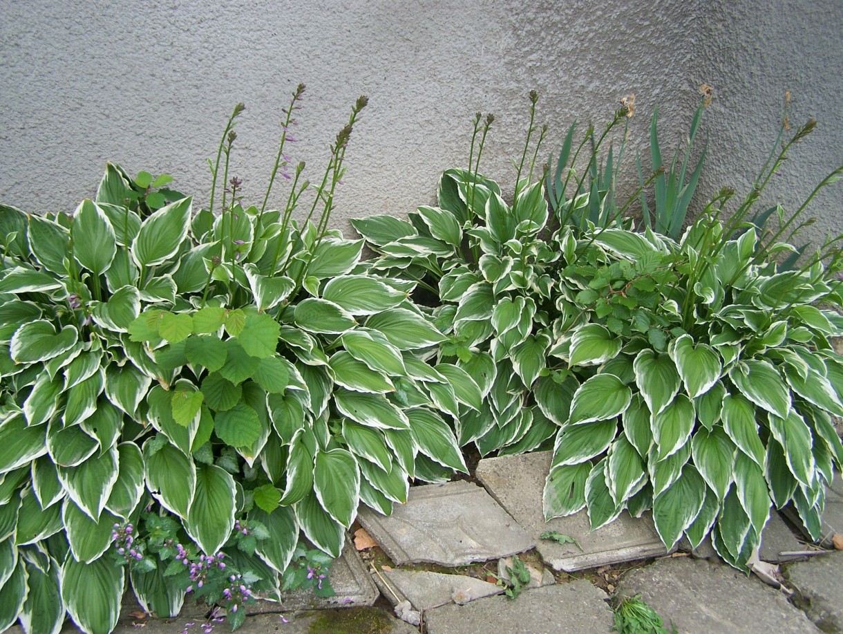 Pozostałe, BOHO balkon