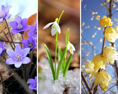 6 najpiękniejszych wcześnie kwitnących roślin. Warto mieć je w ogrodzie