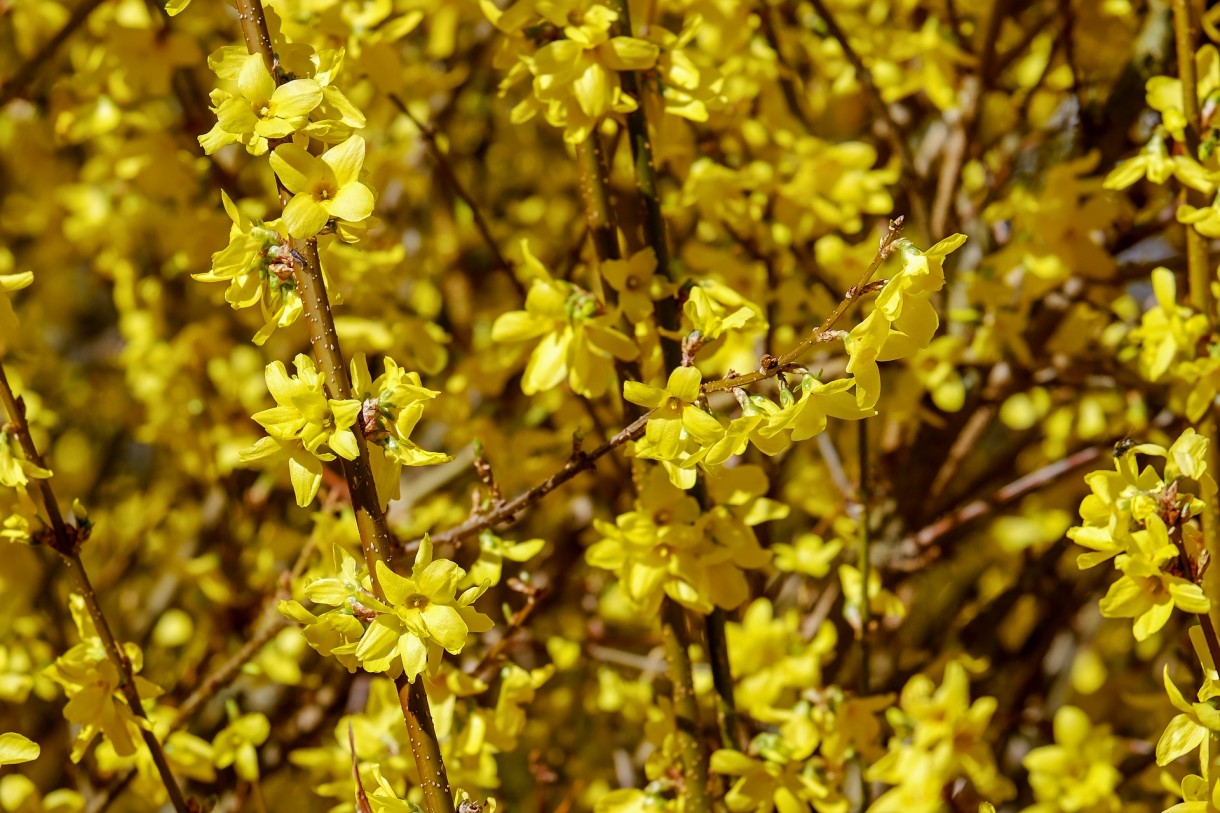 Rośliny, Kwitnąca forsycja - Forsycja