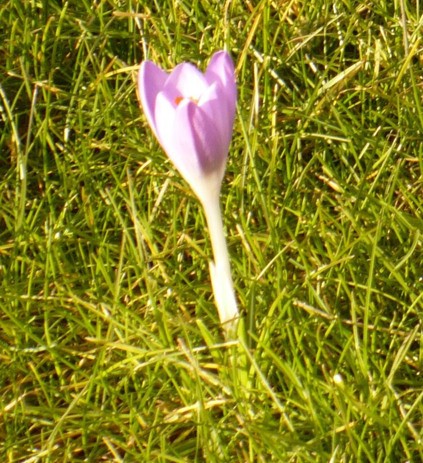 Rośliny, Moje poszukiwanie wiosny.......... - ...........i krokus...........