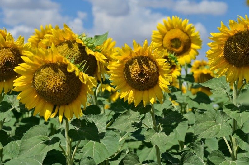 kiedy siać słonecznik