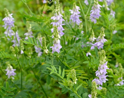 Rutwica lekarska (Galega officinalis)