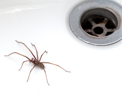Mało znany sposób na pająki w domu. Gdy użyjesz tego sprayu, pouciekają