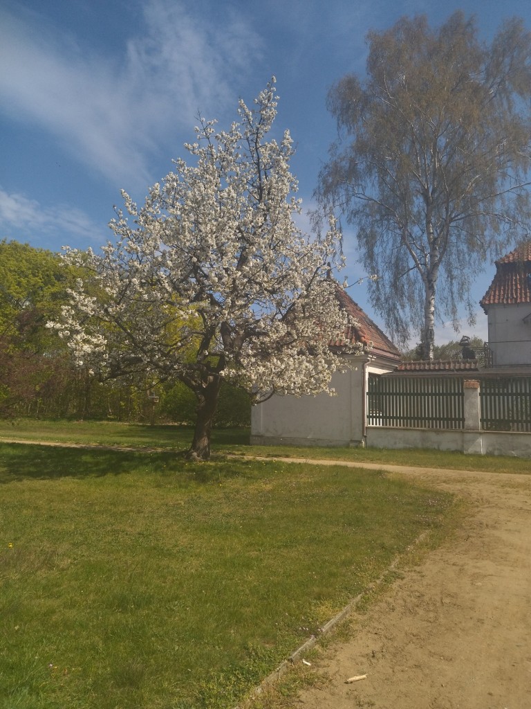 Rośliny, Majowe radości.................... - W maju jak w gaju................cieszmy się kwitnącym majowym kwieciem................a najpiękniejszy jest majowy sad.....................pozdrawiam Was bardzo serdecznie ............