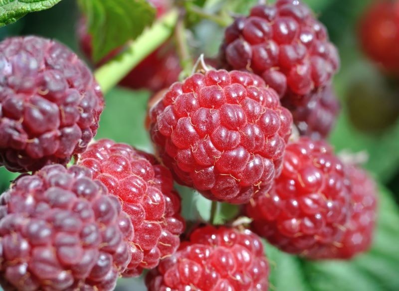 Odpowiednie sąsiedztwo dla malin ma wpływ na smak owoców.