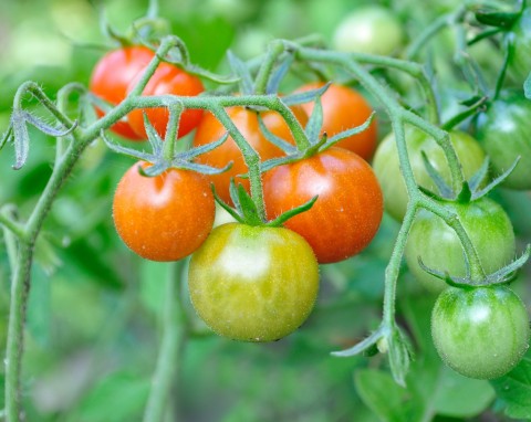Dlaczego pomidory dojrzewają nierównomiernie? Jak przyspieszyć dojrzewanie pomidorów?