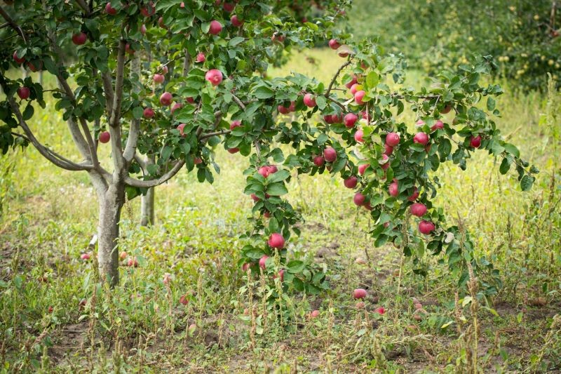 Do nawozów wykorzystajmy jabłka opadłe ze zdrowych drzew.