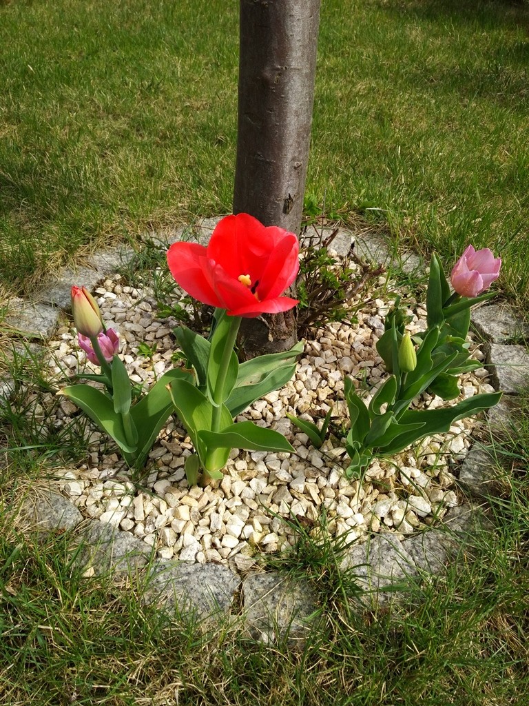 Ogród, Mój ogród na wiosnę - na jesień posadzone cebulki tulipanów cieszą oko