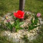 Ogród, Mój ogród na wiosnę - na jesień posadzone cebulki tulipanów cieszą oko