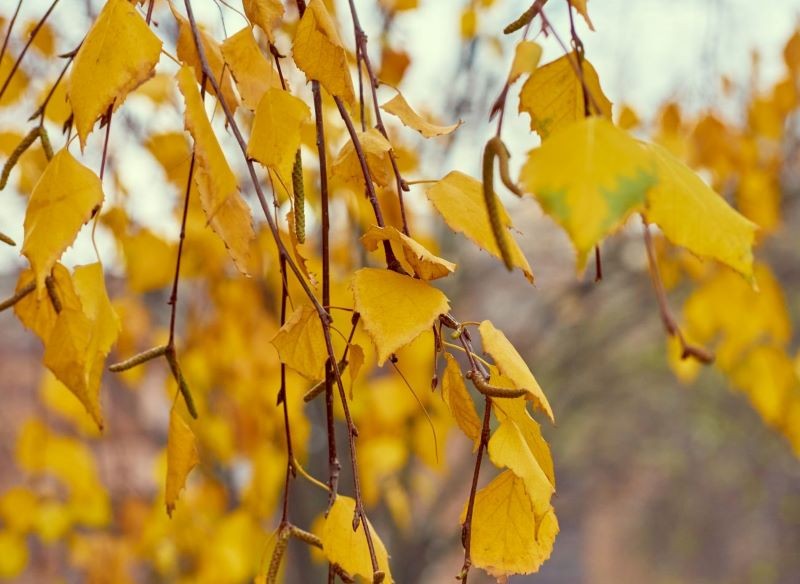 Brzoza brodawkowata (Betula pendula) w jesiennej szacie.