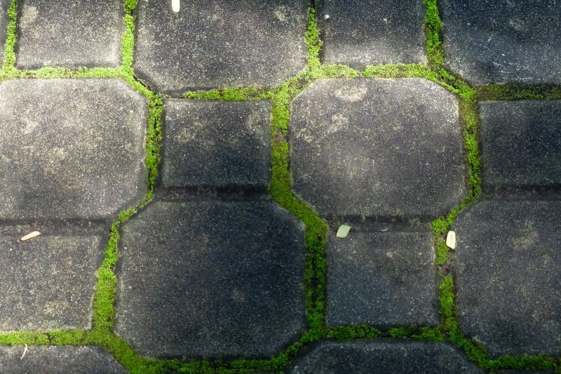 Mech nie tylko brzydko wygląda, ale też niszczy kostkę brukową.