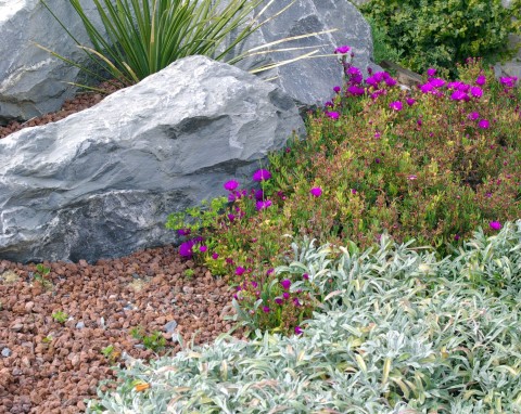 Jak założyć ogród skalny w ogrodzie?