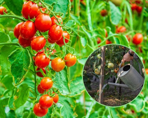 Nawożenie pomidorów. Sprawdzone i skuteczne metody ogrodników