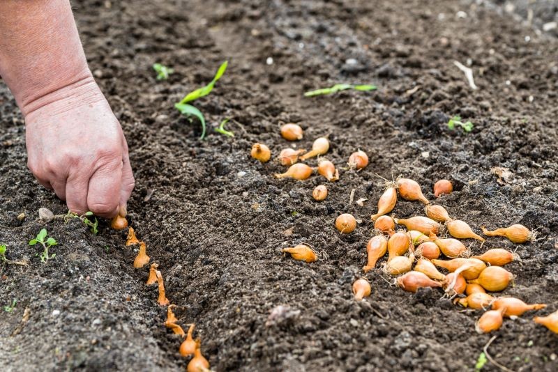 Cebulę warto uprawiać w drugim lub ewentualnie pierwszym roku po oborniku.