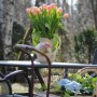 Pozostałe, Dzień dobry wiosno !!! - Uwielbiam jak kwiatki "wyjeżdżają" na ogród :) 