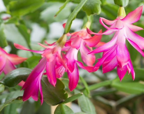 Jak przedłużyć kwitnienie grudnika? Prosty trik sprawi, że do marca będzie uginał się od kwiatów