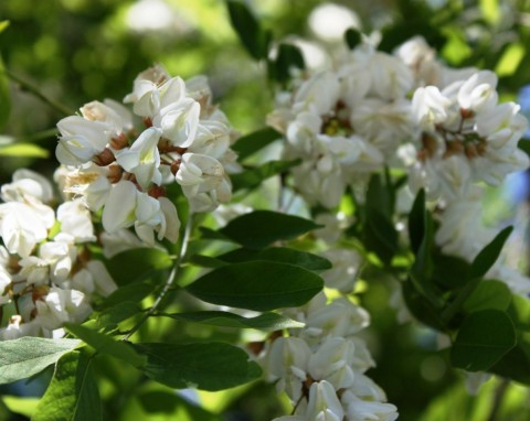 Robinia akacjowa (Robinia pseudacacia)