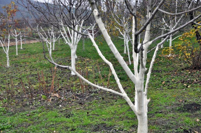 Co dają nawozy zielone pod drzewami owocowymi? 