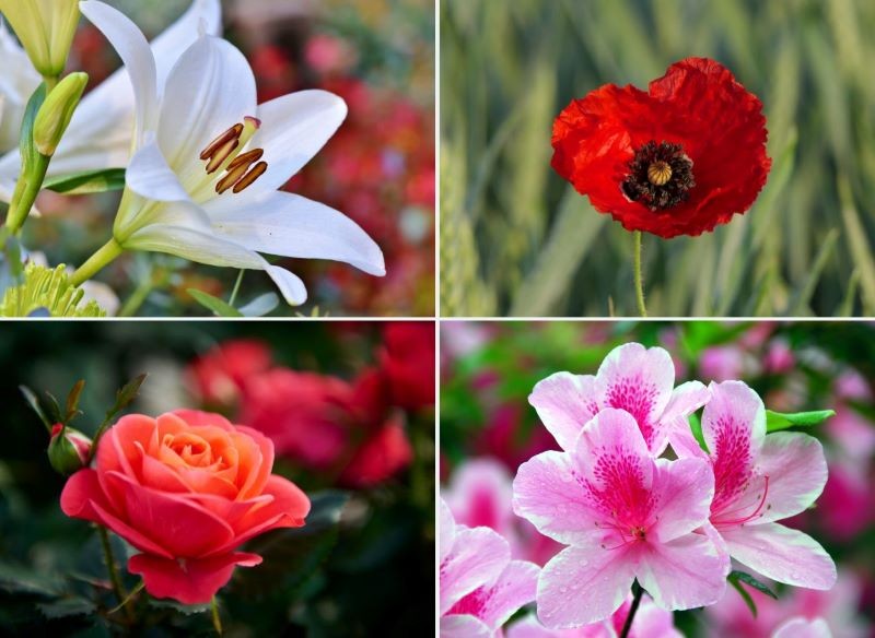 Każdy gatunek kwiatów ma swoją symbolikę. Fot. CanvaPro