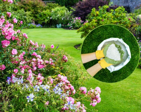 Saletra wapniowa ma cudowne właściwości. Jak ją stosować w ogrodnictwie?