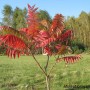 Leśne klimaty, Ogród leśny - cz. 4 - sumak