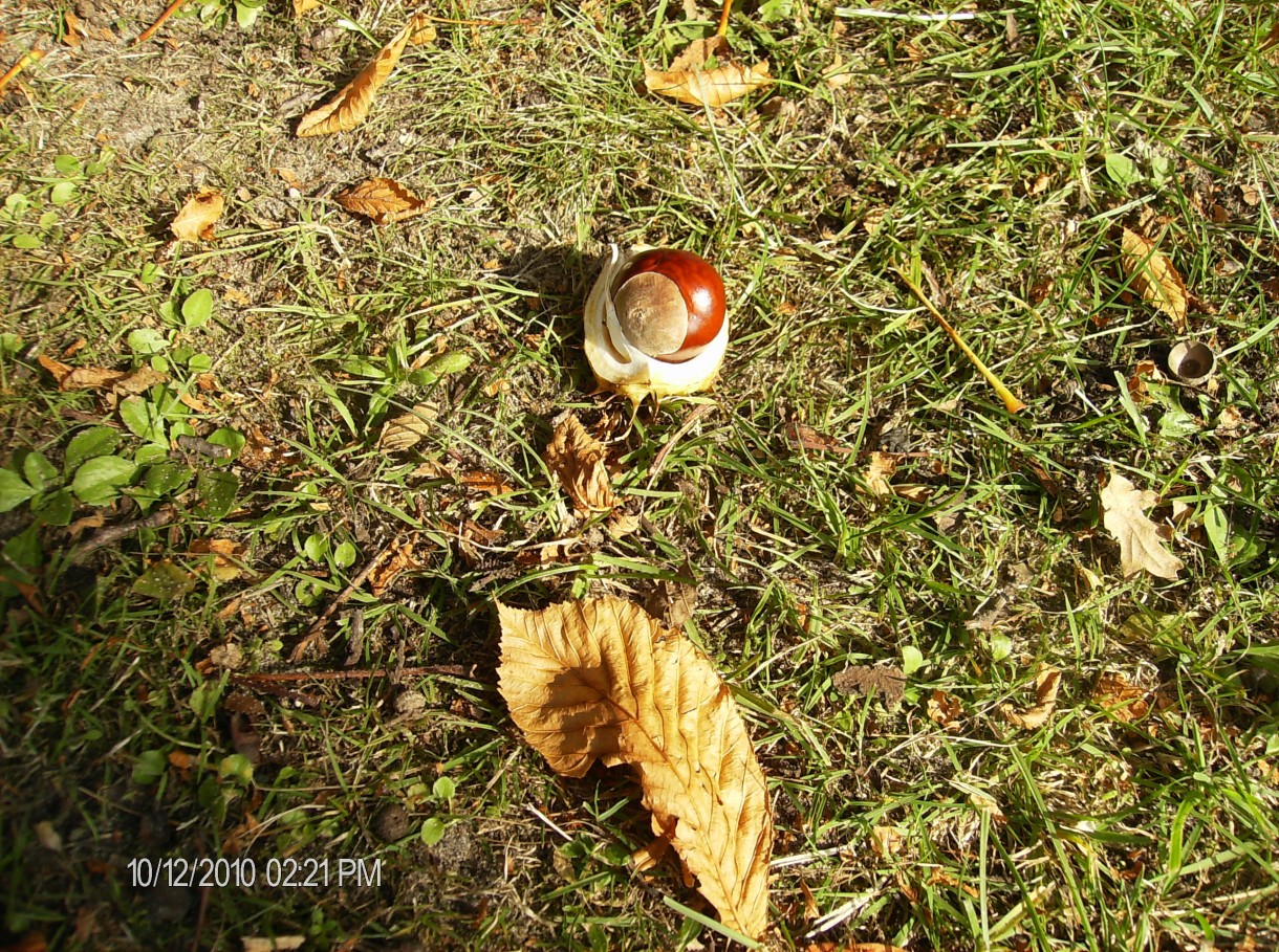 Pozostałe, Jesienne oblicze naszej polskiej ziemi - Park w Paprocanach