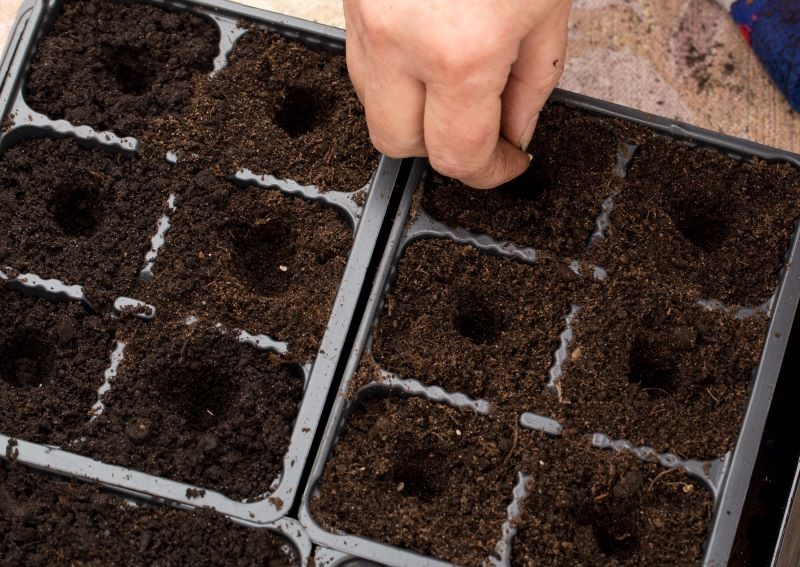 Pod koniec stycznia na rozsadę możemy wysiać np. paprykę.