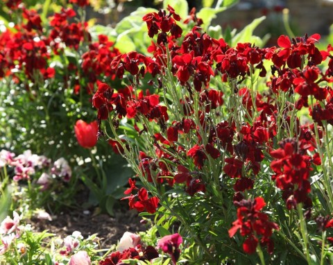 Kwiat idealny dla leniwych ogrodników. Pachnie obłędnie, jest bezproblemowy i odporny
