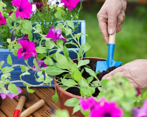 Balkon będzie cały w petuniach i surfiniach, a nie wydasz majątku. Wystarczy dobrze posiać kwiaty