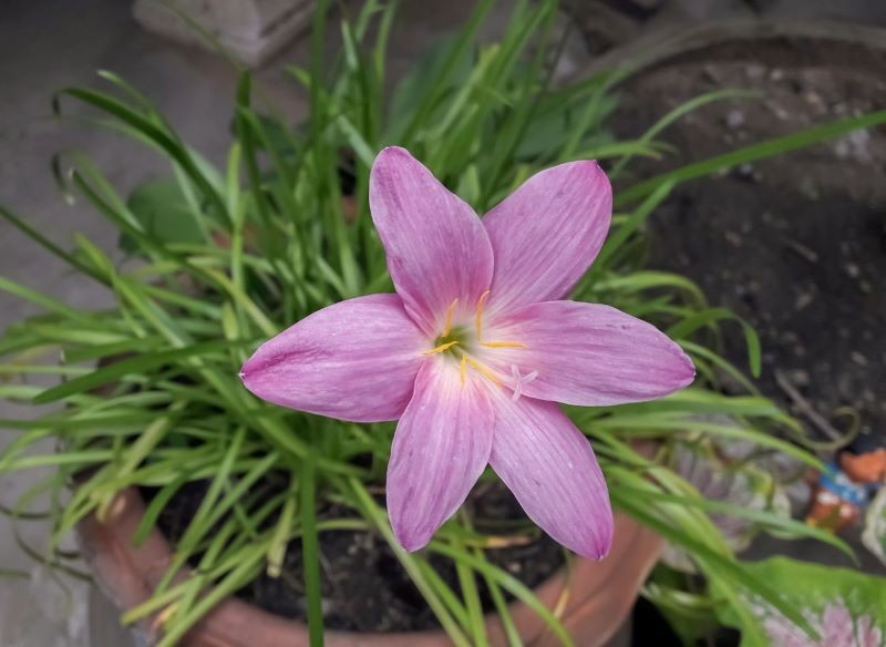 Nie masz ogrodu? Zefiranta możesz uprawiać w doniczce.