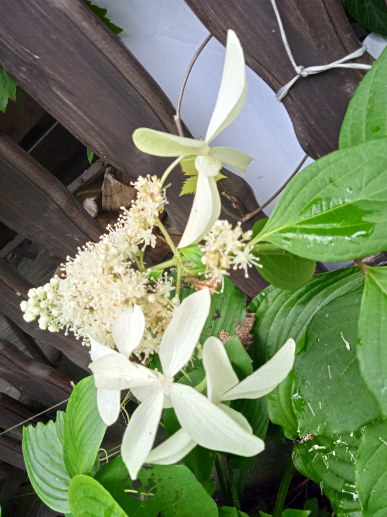 Rośliny, LATO W OGRODZIE - Hortensja skandynawska  Hydrangea scandens