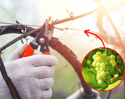 Rozmnażanie winorośli przez odkłady - metoda, która wychodzi nawet początkującym ogrodnikom