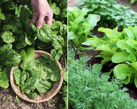 Jakie warzywa są łatwe w uprawie? Najlepszy wybór dla początkujących ogrodników