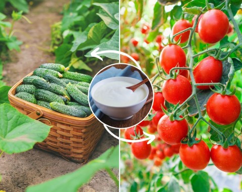 Organiczny suplement do ogórków i pomidorów. Dostarcza roślinom wapnia, azotu i magnezu, podwaja plony