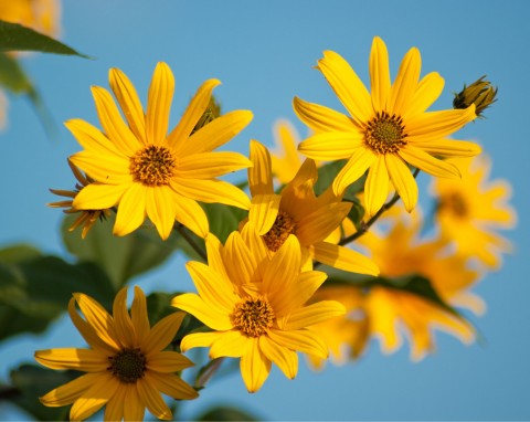 Słoneczniczek szorstki (Heliopsis helianthoides)