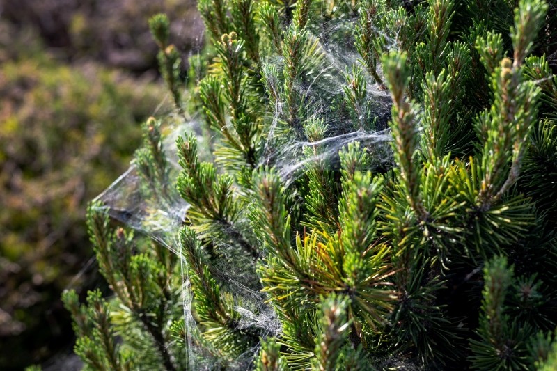 jak powstaje pajęczyna na iglakach
