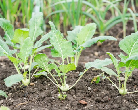 Letnie sadzenie kalarepy z rozsady. Smaczne odmiany, pielęgnacja i zbiór