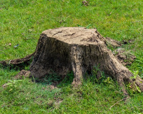 Czym posypać pień drzewa, żeby się rozpadł? Porównujemy 3 naturalne metody
