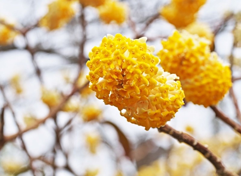 edgewortia papierodajna