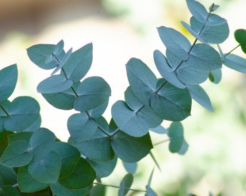 Eukaliptus (Eucalyptus)
