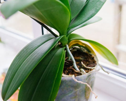 W sezonie grzewczym zmieniam sposób podlewania storczyków. Są soczyście zielone i zaczynają zawiązywać pąki