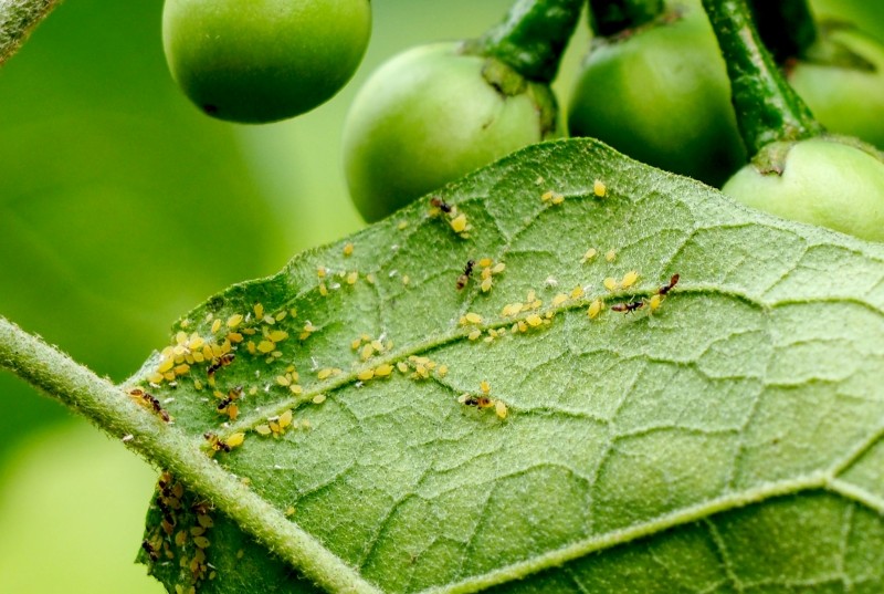 naturalne sposoby na mszyce    