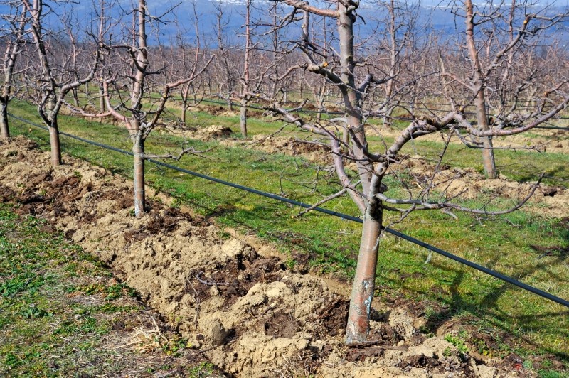 jaki nawóz pod jabłonie na wiosnę