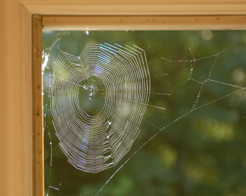 Dlaczego w domu jest dużo pająków? Jest dobry sposób, by się ich pozbyć