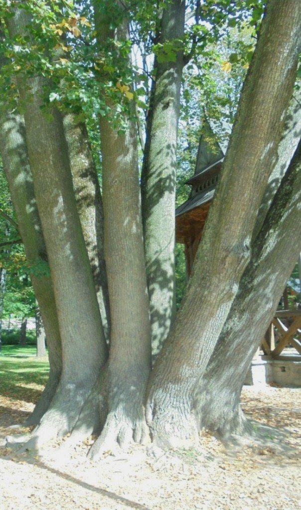 Podróże, ZAKOCHANI  W  SZCZAWNICY - Park Dolny